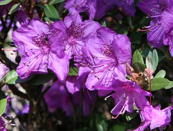 R.calostrotum var. "Rock\'s" form